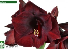 hippeastrum Royal Velvet (2)